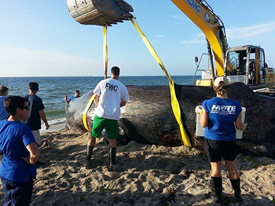 XCMG excavators help to save aground whale in Florida XCMG excavators help to save aground whale in Florida