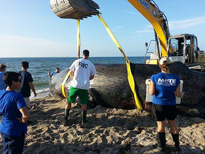 XCMG excavators help to save aground whale in Florida